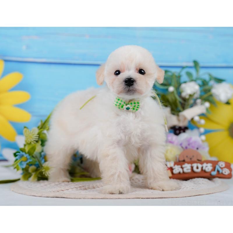 販売中の静岡県のタイニープードル-437089の12枚目