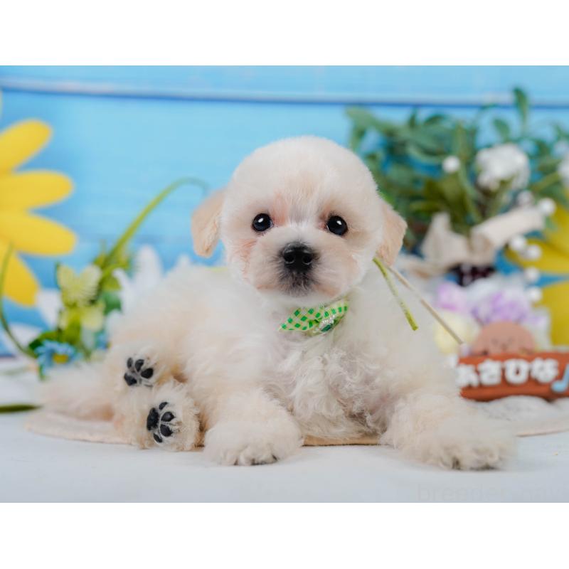 販売中の静岡県のタイニープードル-437089の11枚目