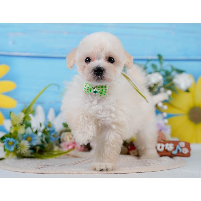 販売中の静岡県のタイニープードル-437089の10枚目