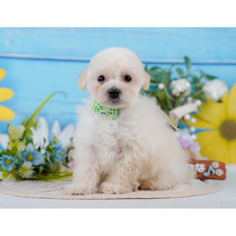 販売中の静岡県のタイニープードル-437089の9枚目