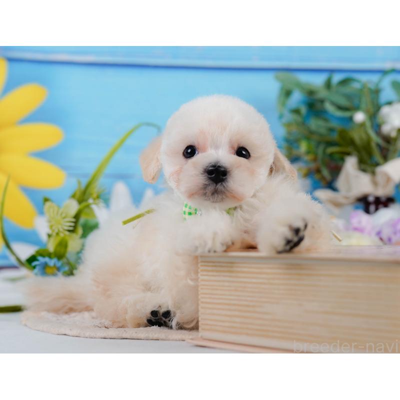 販売中の静岡県のタイニープードル-437089の7枚目