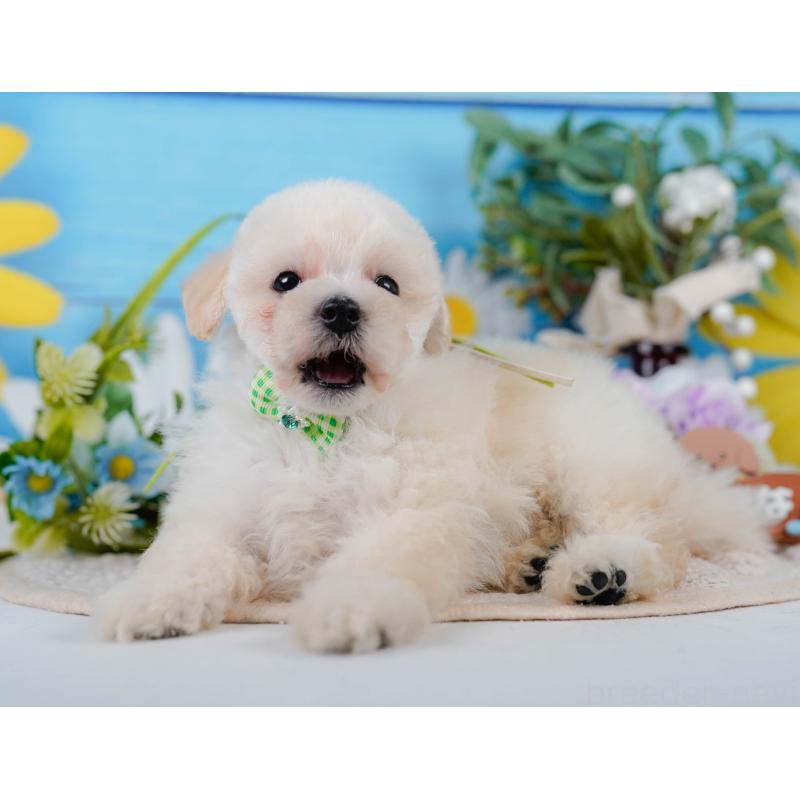 販売中の静岡県のタイニープードル-437089の6枚目