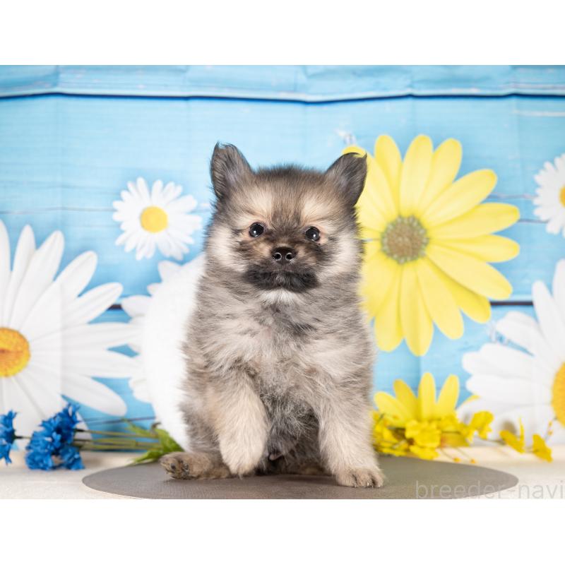 販売中の愛知県のポメラニアン-437091の5枚目