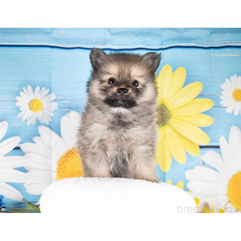 販売中の愛知県のポメラニアン-437091の3枚目