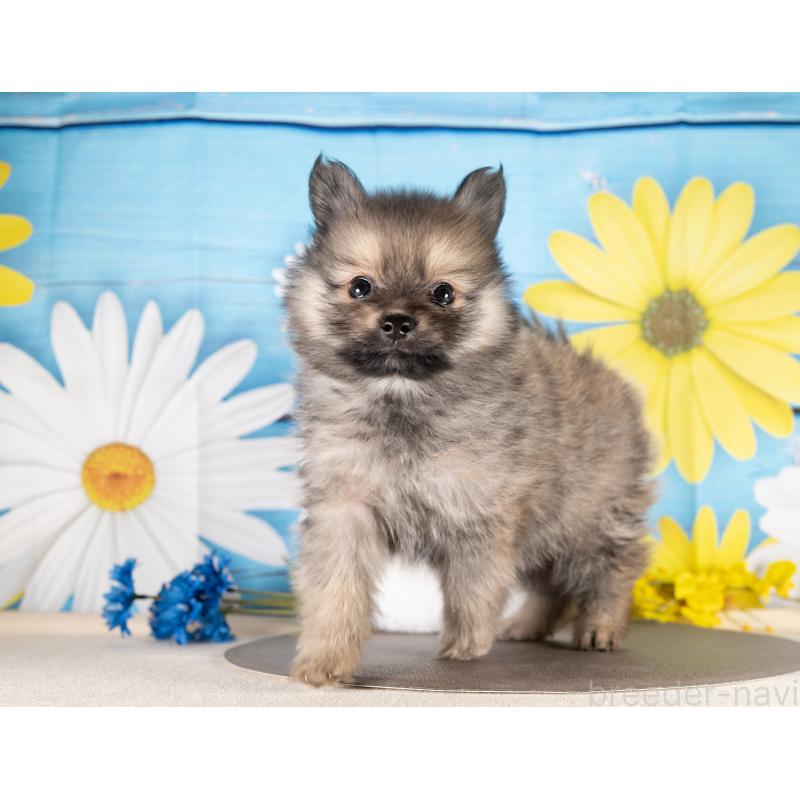 販売中の愛知県のポメラニアン-437091の2枚目