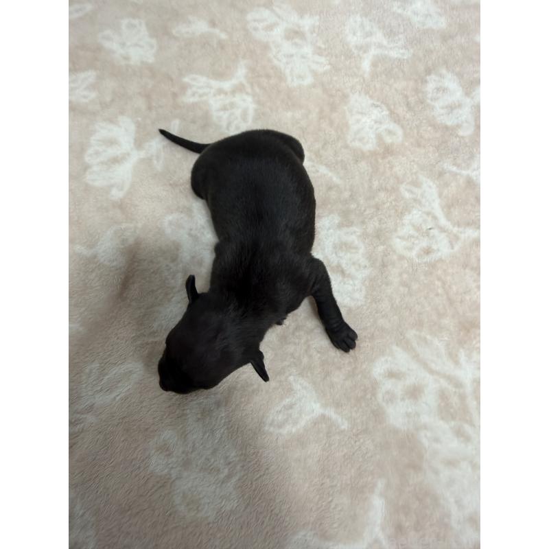 販売中の佐賀県のイタリアングレーハウンド(イタグレ)-437088の4枚目