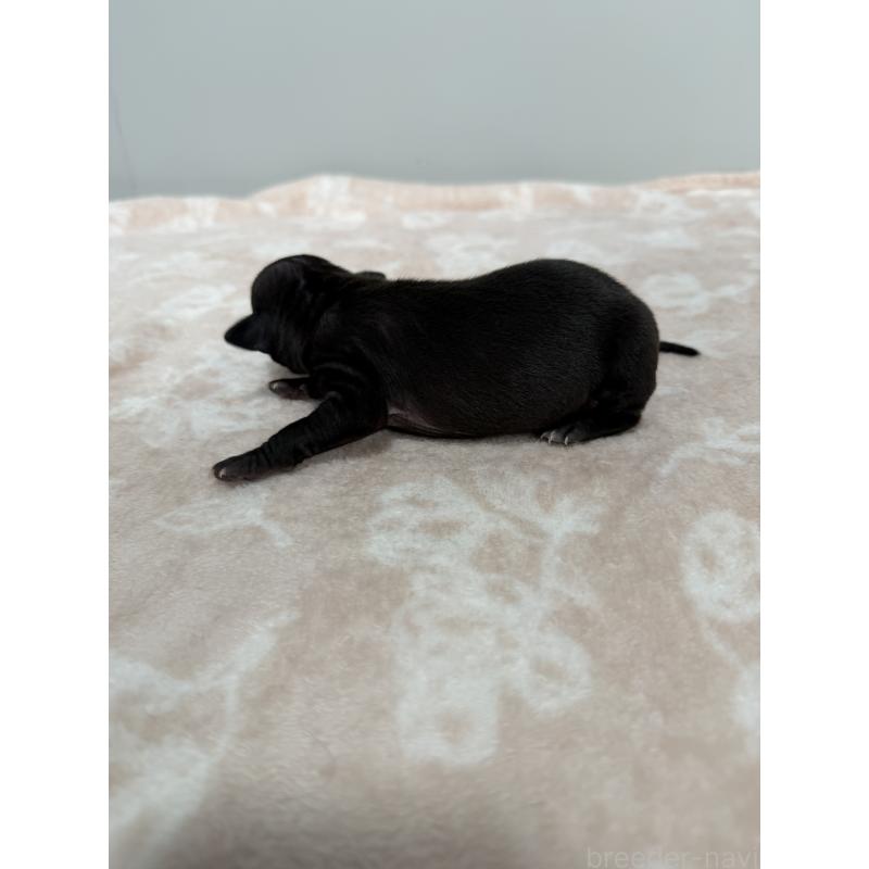 販売中の佐賀県のイタリアングレーハウンド(イタグレ)-437088の3枚目