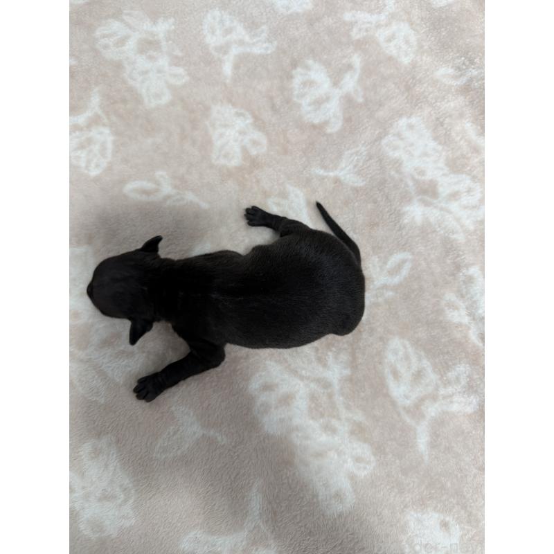 販売中の佐賀県のイタリアングレーハウンド(イタグレ)-437088の2枚目