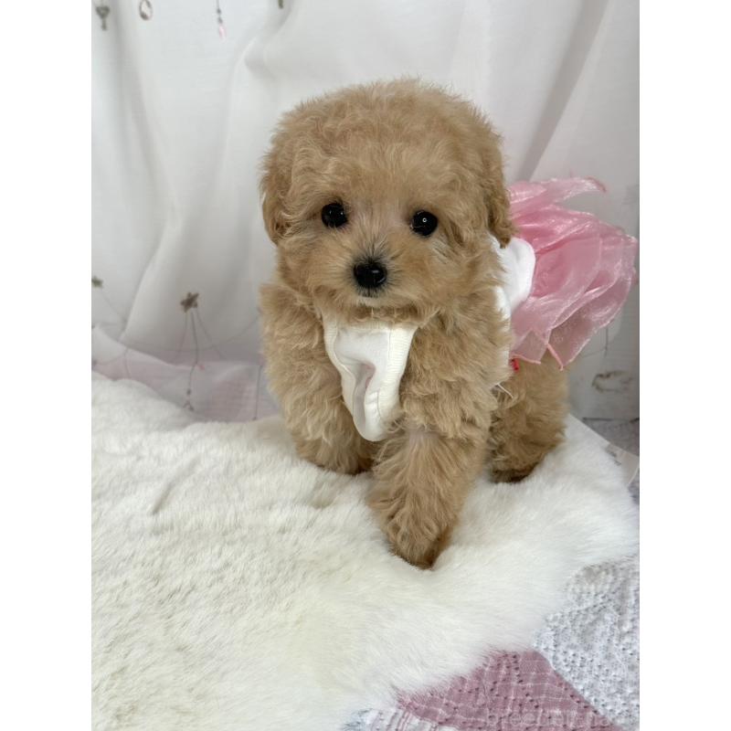 販売中の大阪府のティーカッププードル-437090の10枚目