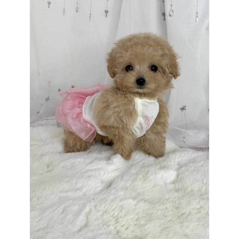 販売中の大阪府のティーカッププードル-437090の9枚目