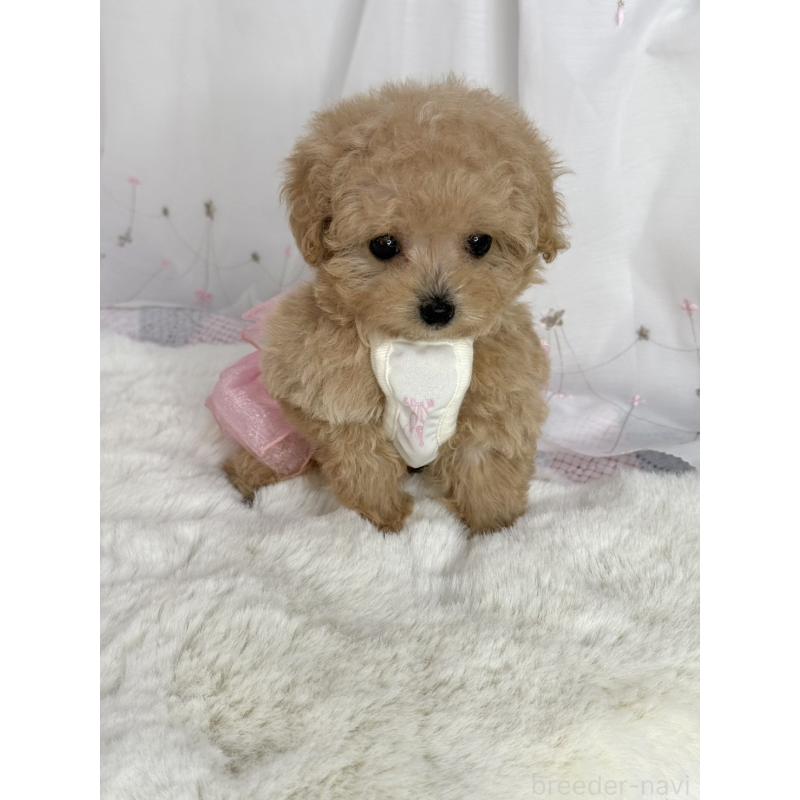 販売中の大阪府のティーカッププードル-437090の8枚目