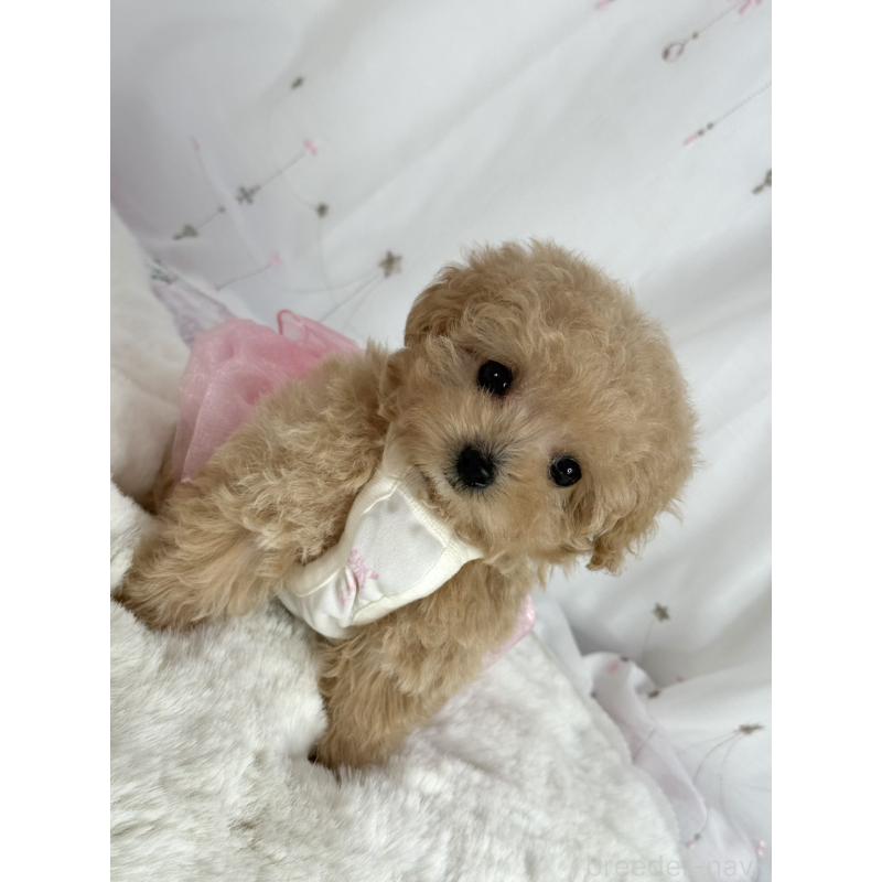 販売中の大阪府のティーカッププードル-437090の7枚目