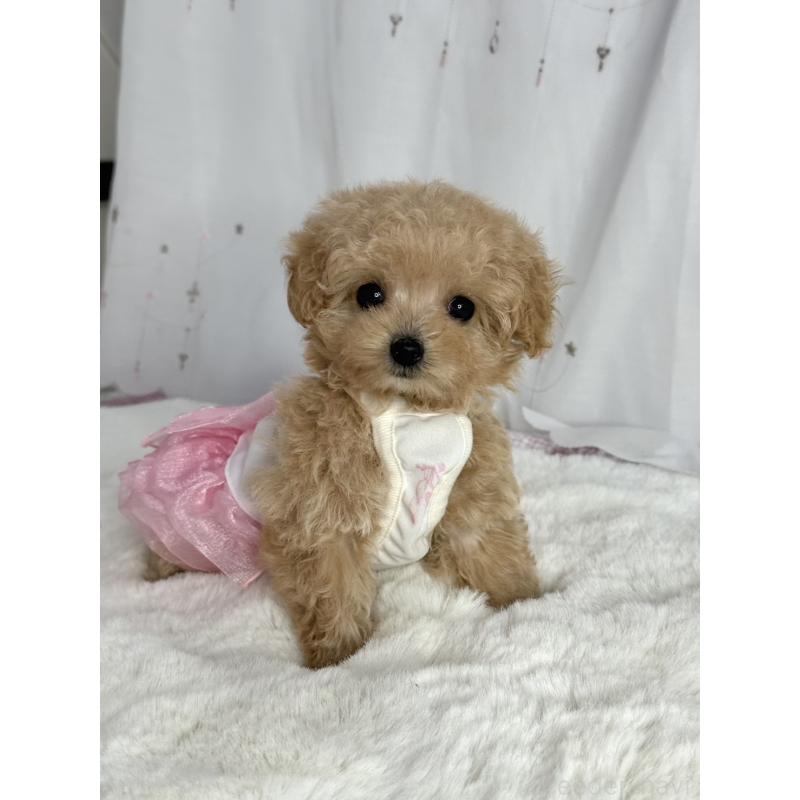 販売中の大阪府のティーカッププードル-437090の6枚目