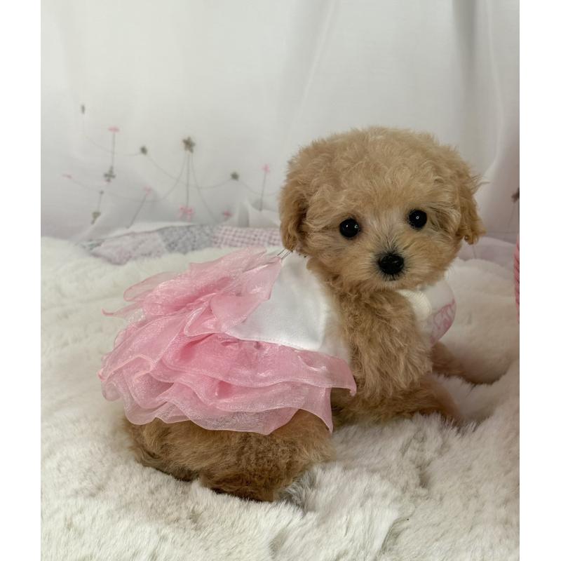 販売中の大阪府のティーカッププードル-437090の5枚目