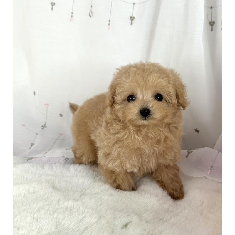 販売中の大阪府のティーカッププードル-437090の4枚目