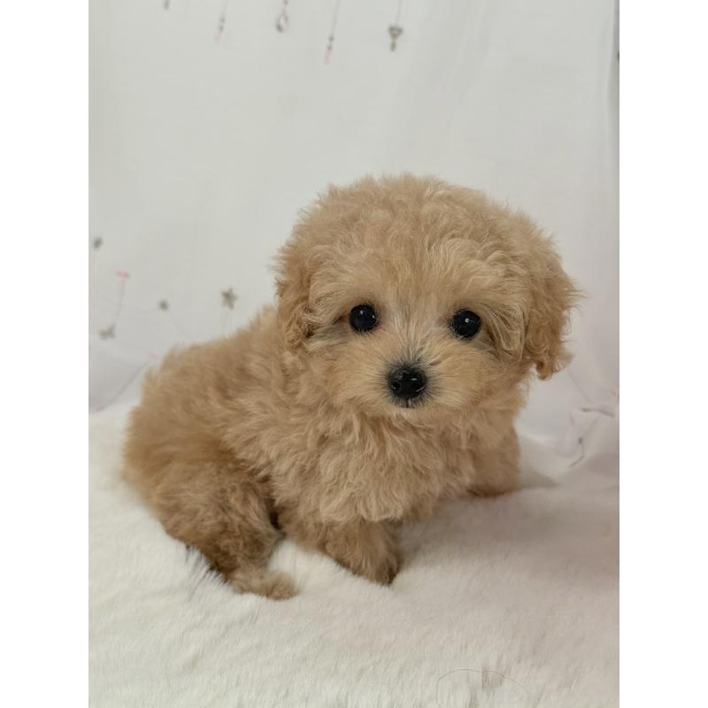 販売中の大阪府のティーカッププードル-437090の2枚目