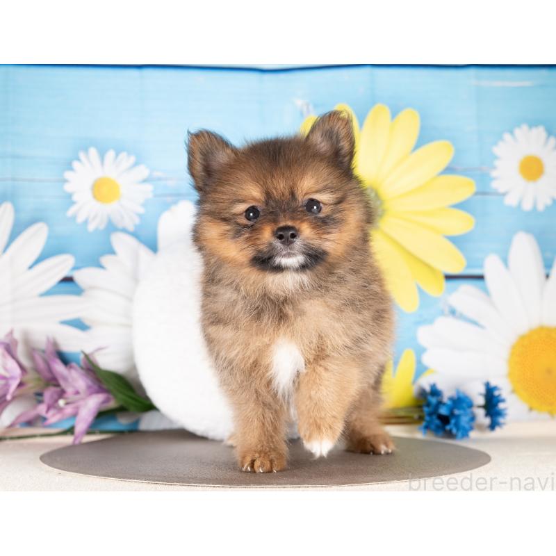 販売中の愛知県のポメラニアン-437094の5枚目