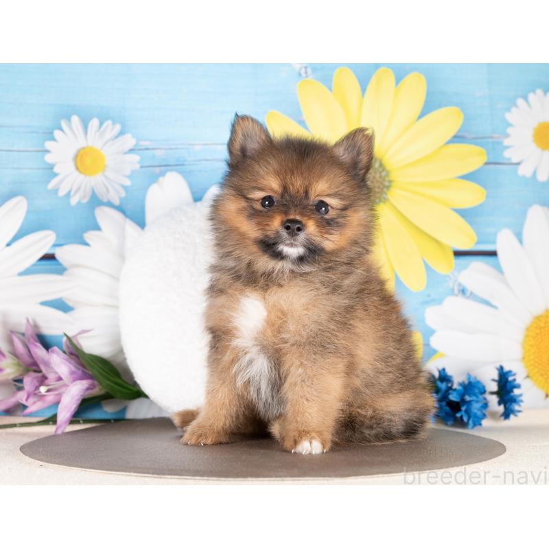 販売中の愛知県のポメラニアン-437094の4枚目