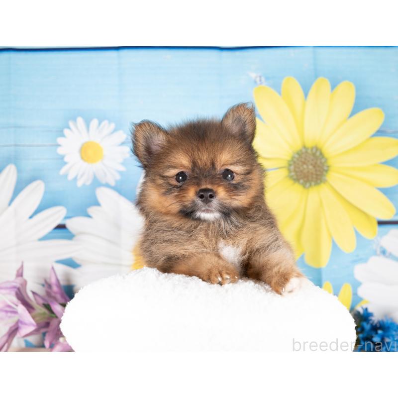 販売中の愛知県のポメラニアン-437094の3枚目