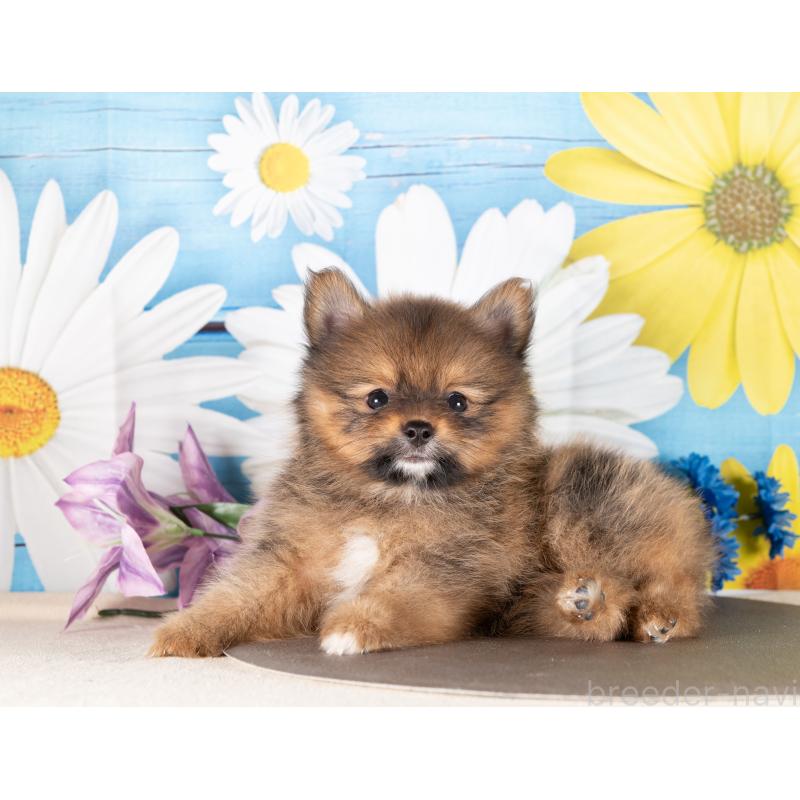 販売中の愛知県のポメラニアン-437094の2枚目