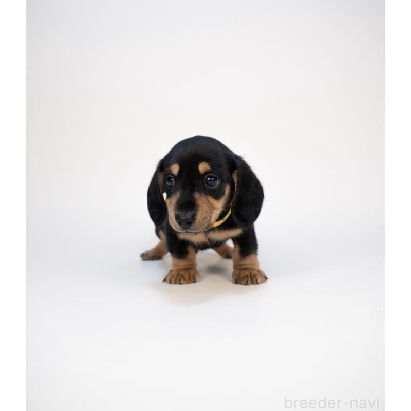 販売中の山梨県のミニチュアダックスフンド(スムースヘアード)-428594の3枚目