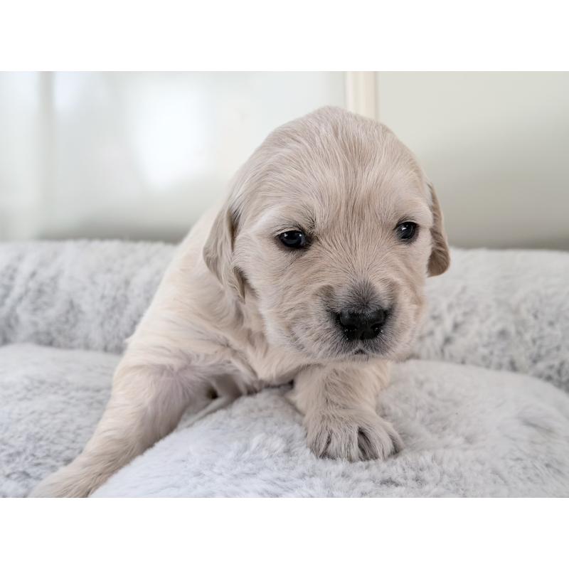 販売中の群馬県のゴールデンレトリーバー-437096の3枚目