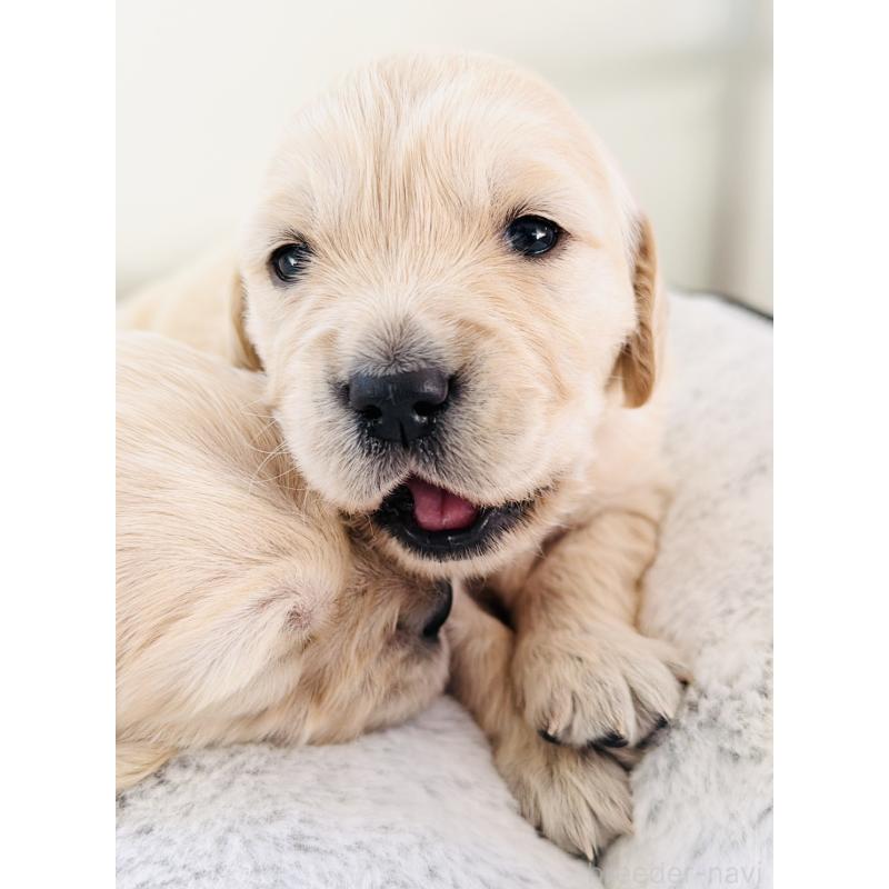 販売中の群馬県のゴールデンレトリーバー-437096