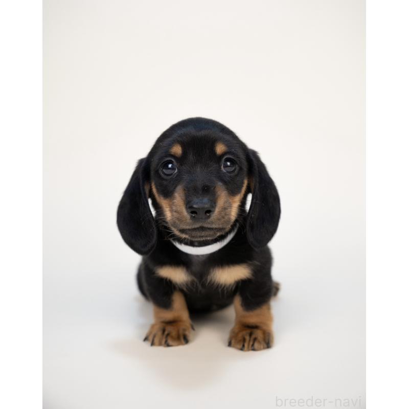 販売中の山梨県のミニチュアダックスフンド(スムースヘアード)-428593の7枚目