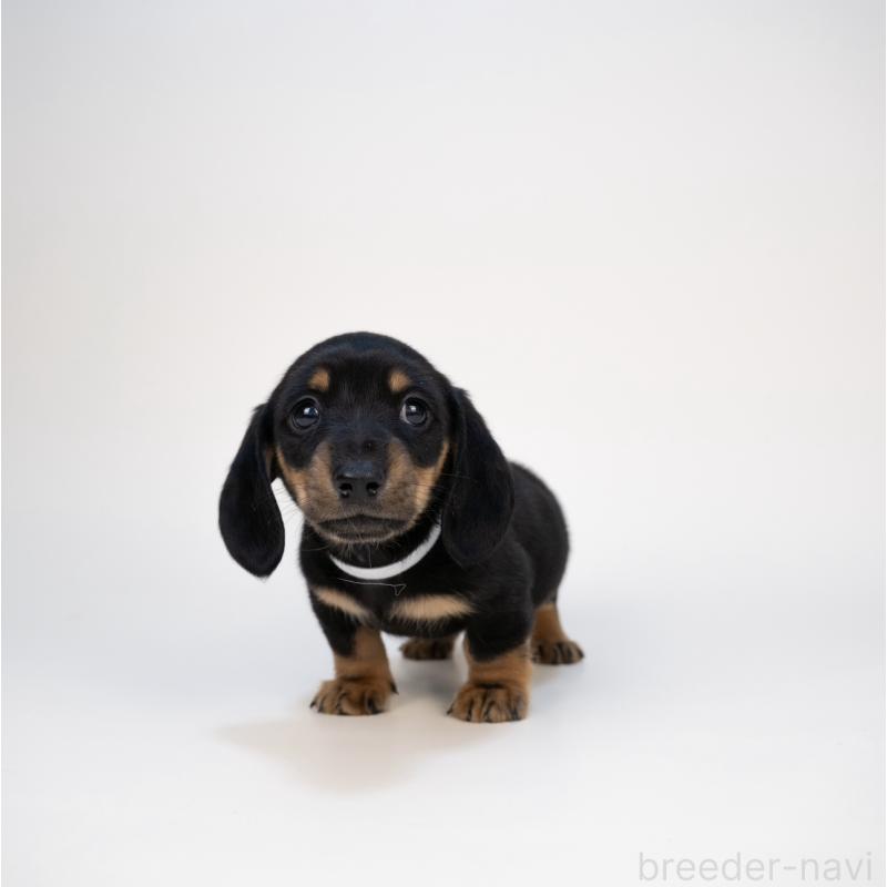 販売中の山梨県のミニチュアダックスフンド(スムースヘアード)-428593の6枚目