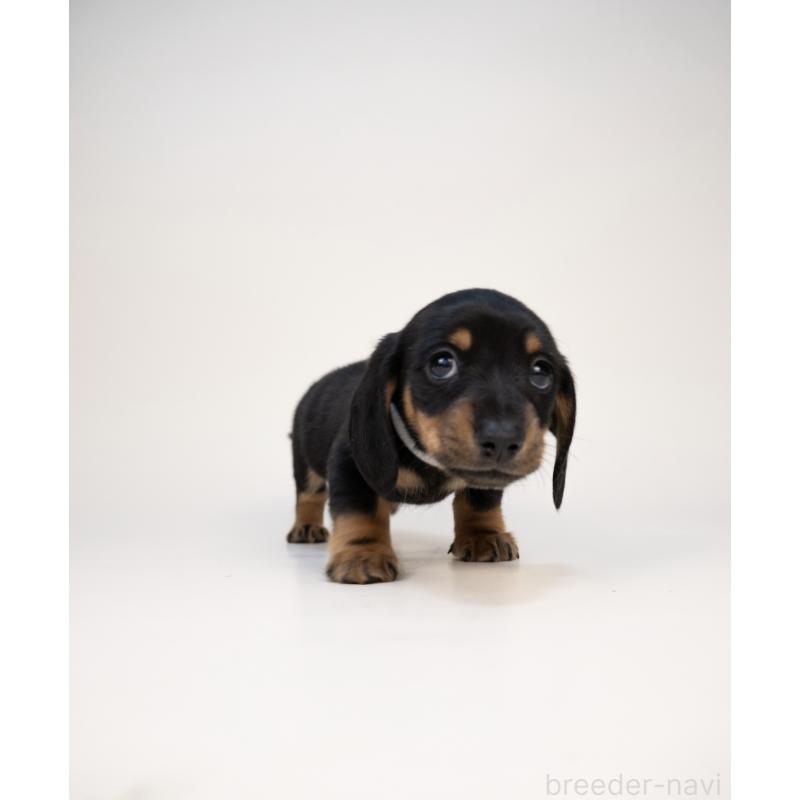 販売中の山梨県のミニチュアダックスフンド(スムースヘアード)-428593の4枚目