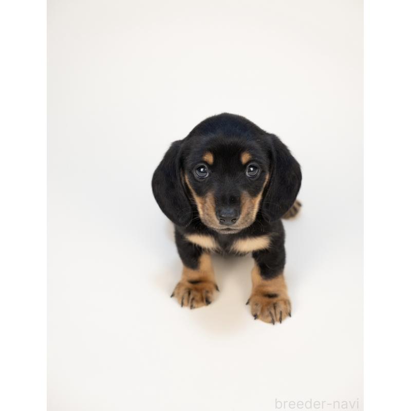 販売中の山梨県のミニチュアダックスフンド(スムースヘアード)-428593の2枚目