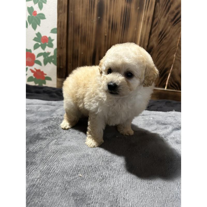 販売中の鹿児島県のタイニープードル-437106の5枚目