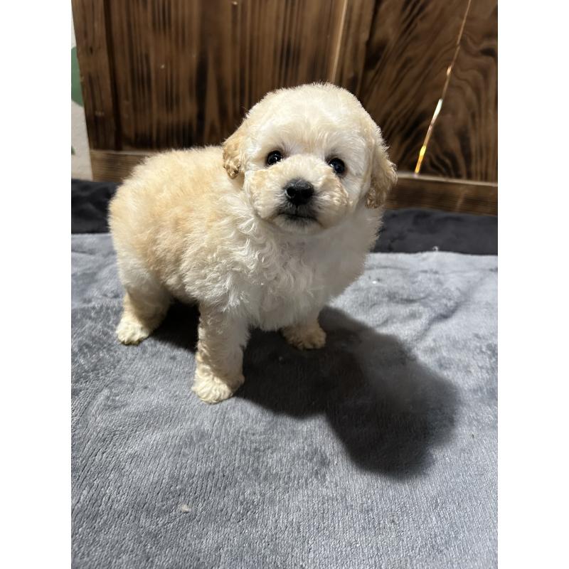 販売中の鹿児島県のタイニープードル-437106の4枚目