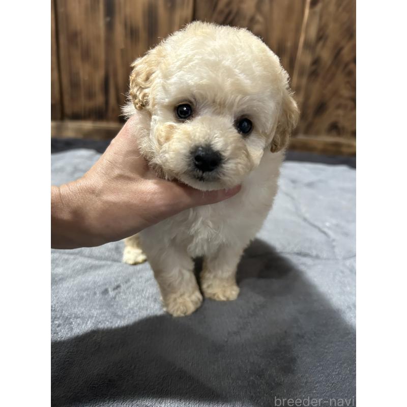 販売中の鹿児島県のタイニープードル-437106の3枚目