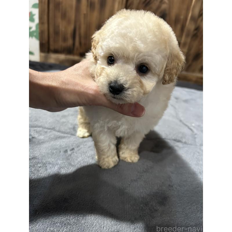 販売中の鹿児島県のタイニープードル-437106の2枚目