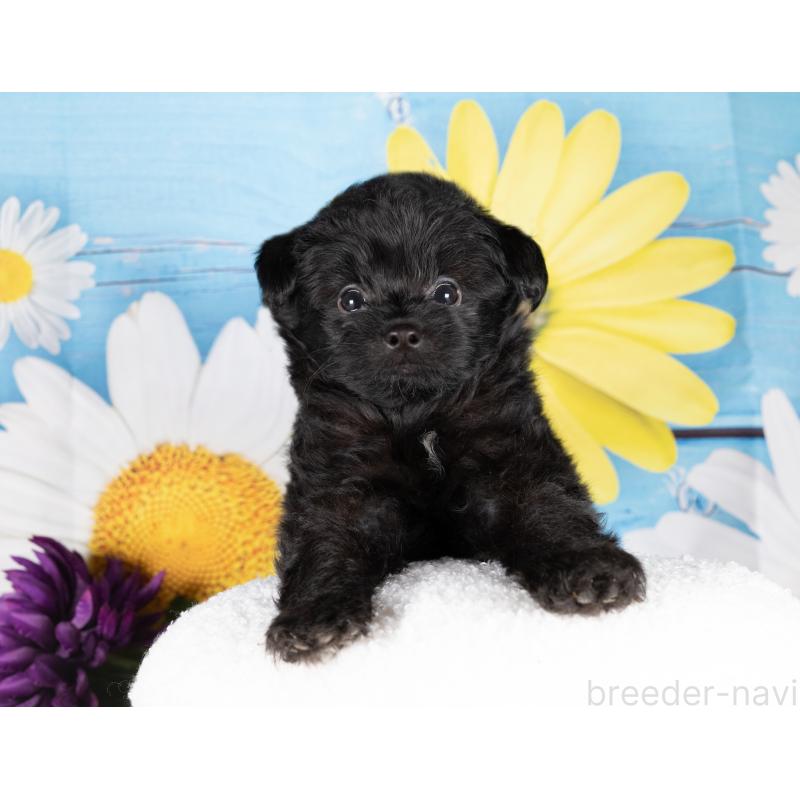 販売中の愛知県のポメプー:ポメラニアン×トイプードル-437098の3枚目