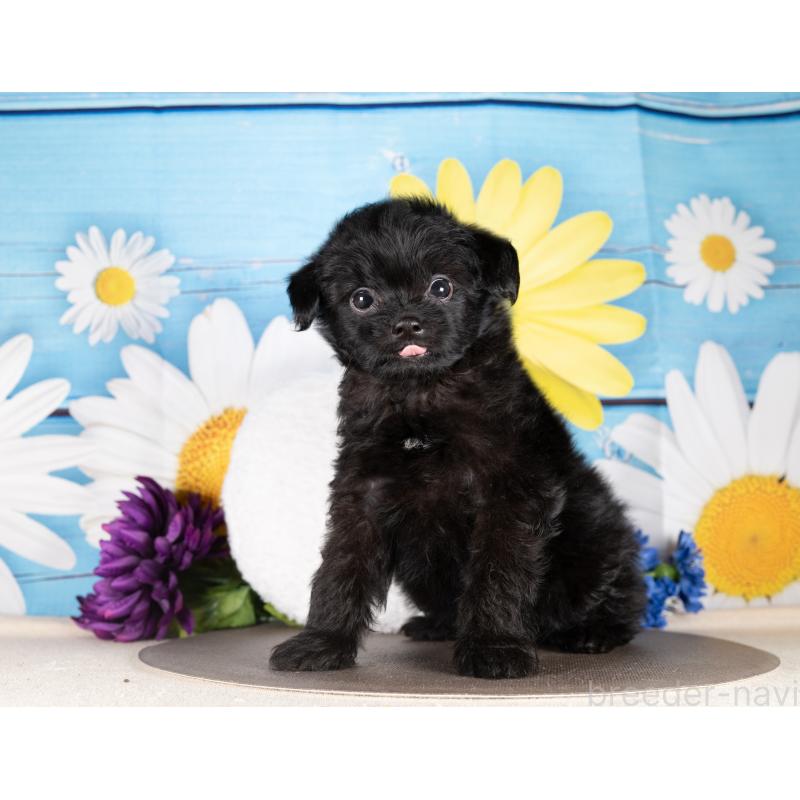 販売中の愛知県のポメプー:ポメラニアン×トイプードル-437098の2枚目