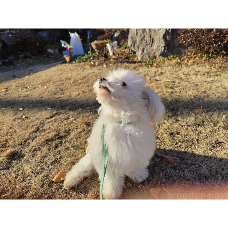 販売中の栃木県のポメプー:ポメラニアン×トイプードル-372118の2枚目