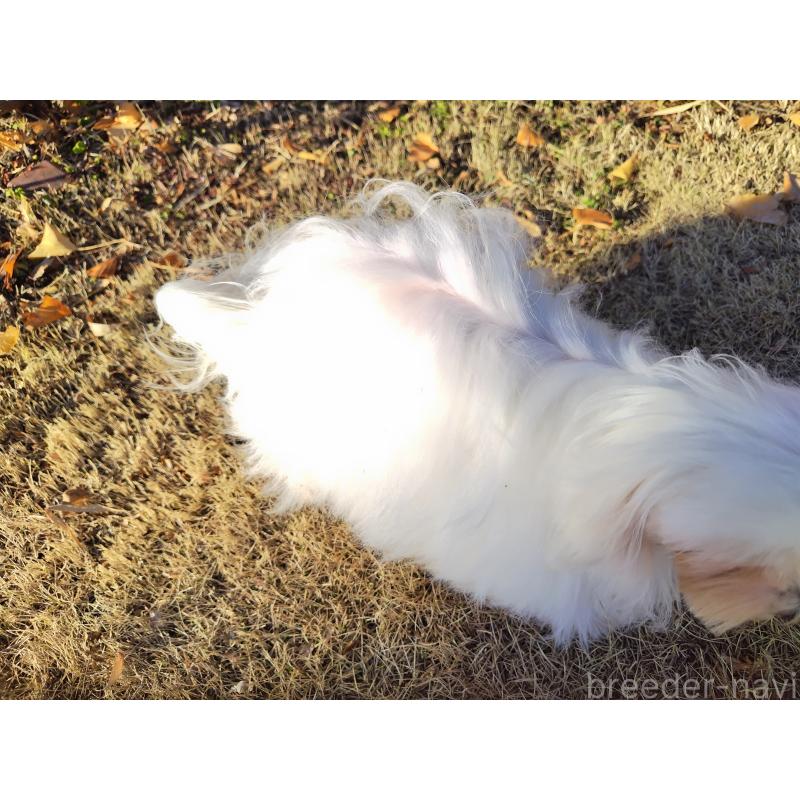 販売中の栃木県のマルチーズ-400537の3枚目