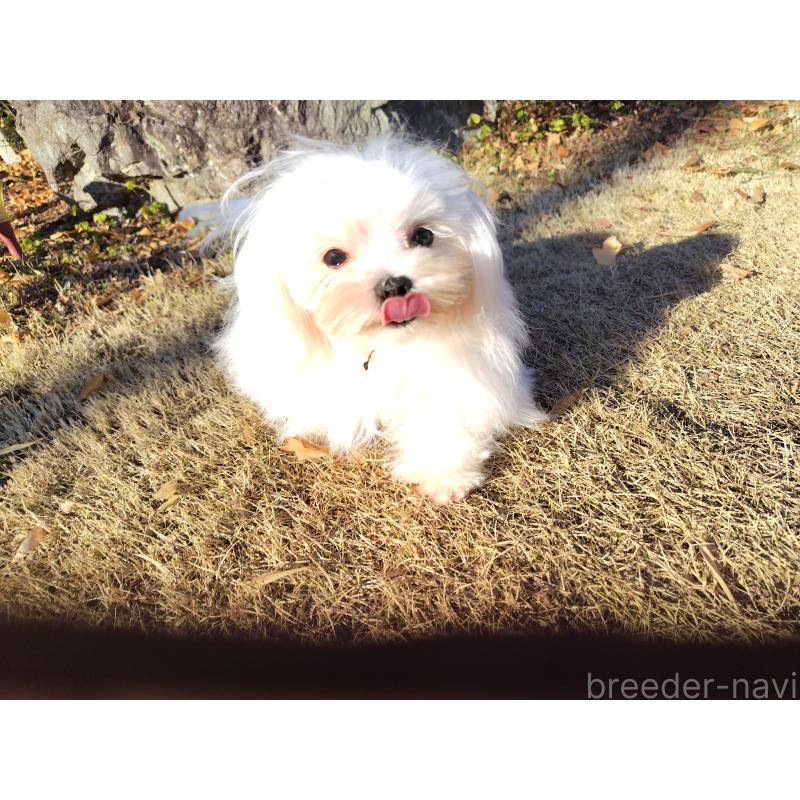 販売中の栃木県のマルチーズ-400537の2枚目