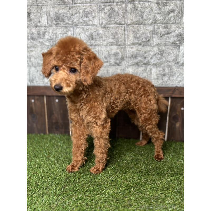 販売中の茨城県のトイプードル-411258の2枚目