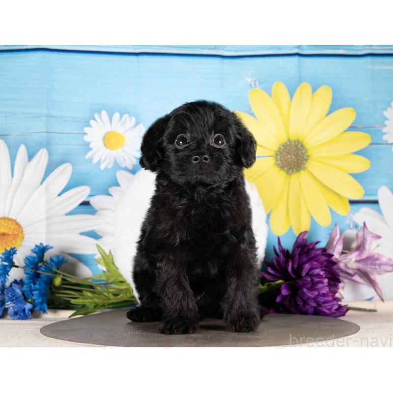 販売中の愛知県のポメプー:ポメラニアン×トイプードル-437100の5枚目