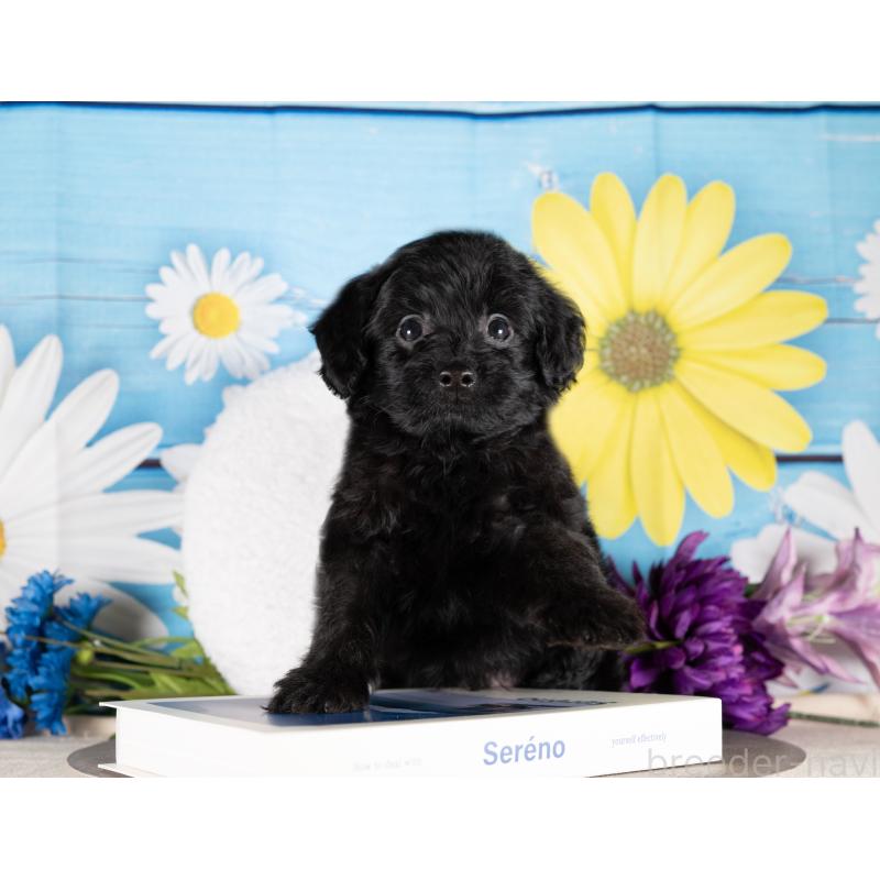 販売中の愛知県のポメプー:ポメラニアン×トイプードル-437100の3枚目