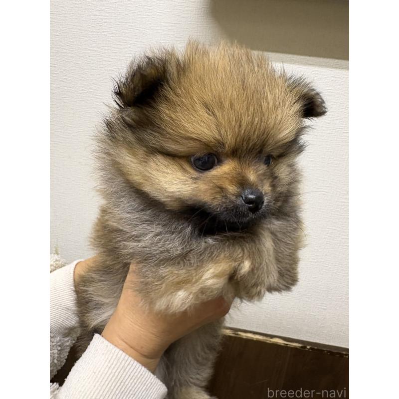 販売中の千葉県のポメラニアン-437101の5枚目