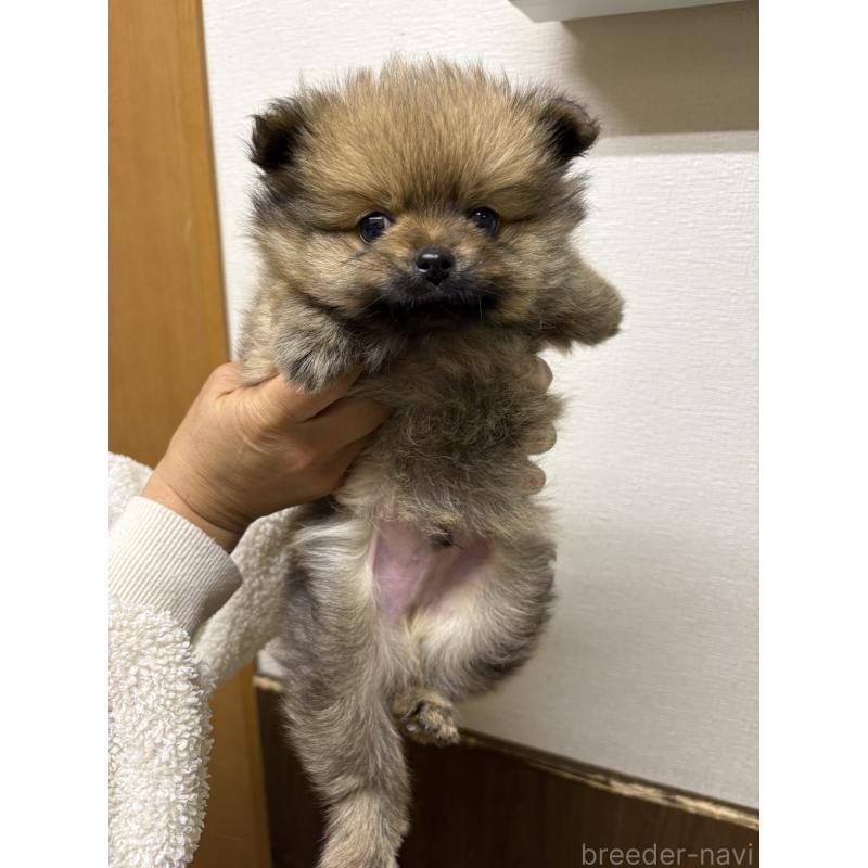 販売中の千葉県のポメラニアン-437101の4枚目
