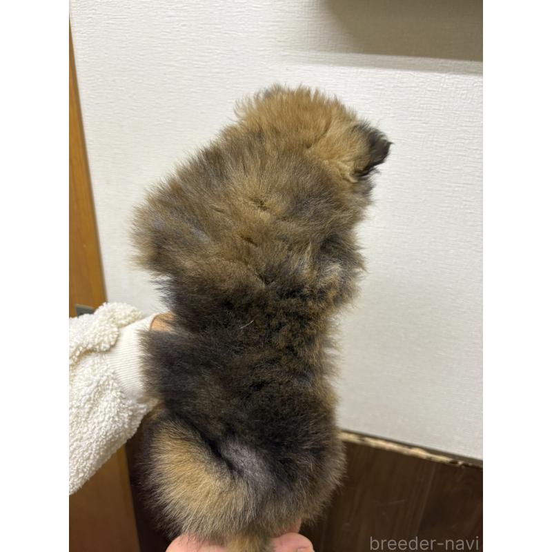 販売中の千葉県のポメラニアン-437101の3枚目