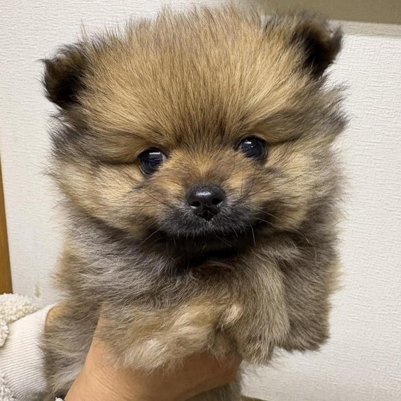 販売中の千葉県のポメラニアン-437101