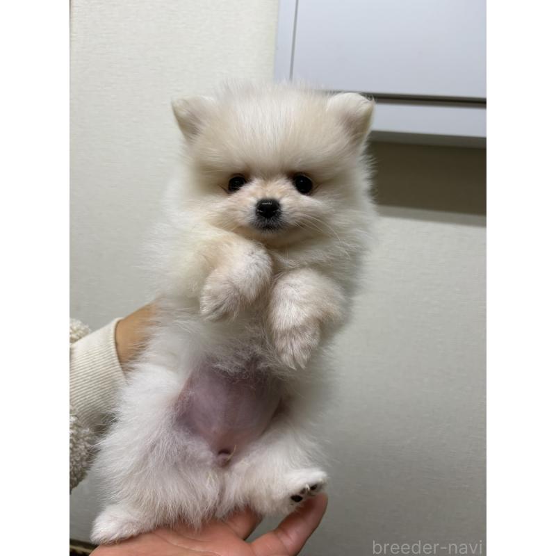 販売中の千葉県のポメラニアン-437102の4枚目