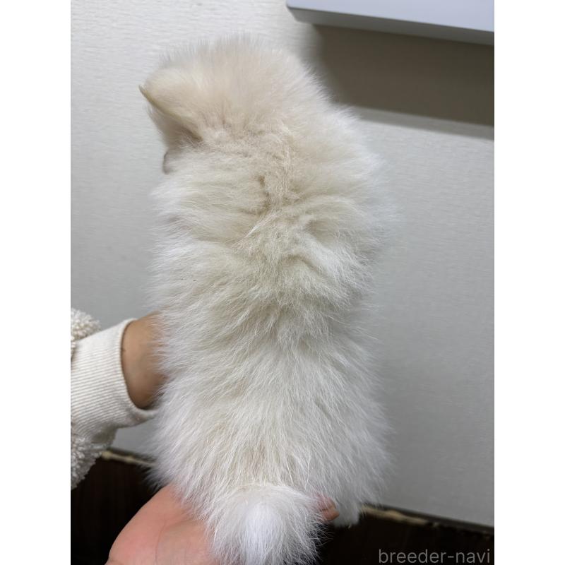 販売中の千葉県のポメラニアン-437102の3枚目