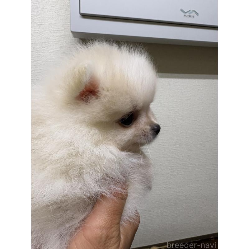 販売中の千葉県のポメラニアン-437102の2枚目